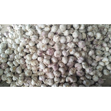 New Crop Normal White Garlic